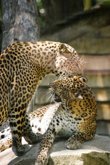 couple guepard