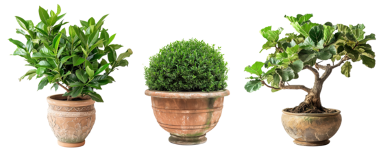 Roman style potted decorative plants collage over isolated white transparent background