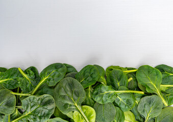 Fresh green baby Spinach leaves, diet and health concept, weight loss, spinach background top view copy space