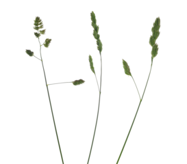 Set green grass with seeds isolated on white, clipping path
