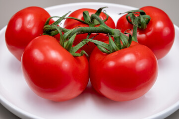 Red ripe tasty Dutch tomatoes growing indoor in greenhouse all seasons, food industry in Netherlands close up
