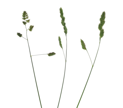 Set green grass with seeds isolated on white, clipping path
