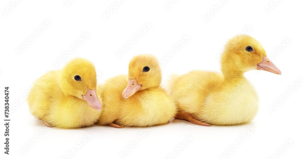 Canvas Prints group of yellow ducklings.