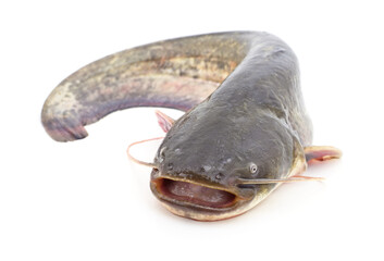 One river catfish.