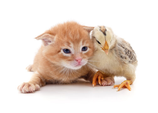 Kitten and chicken.