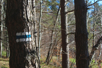 Znak niebieskiego szlaku namalowany na drzewie w słonecznym lesie. - obrazy, fototapety, plakaty