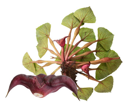 Water Chestnut or Trapa natans fruits and green leaves on transparent background.