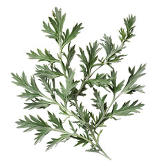 Fototapeta premium Artemisia Wormwood, transparent background, isolated image, generative AI