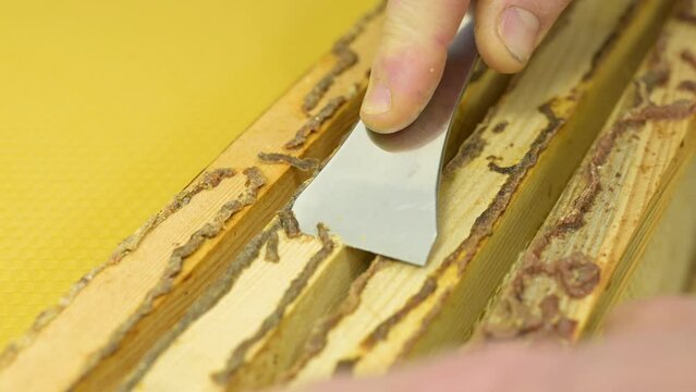 Taking bee-glue out of frames with metal tool. Scrubbing natural propolis of frames from the hive for using it in medicine, cosmetics