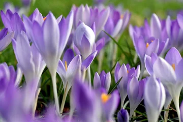 Stoff pro Meter Violette Krokuswiese im Frühling © christiane65