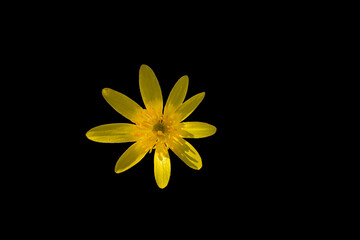 A lesser celandine flower isolated on black. Yellow flower with black background. Ficaria verna.