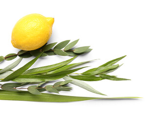 Four species (lulav, hadas, arava, etrog) as Sukkot festival symbols on white background