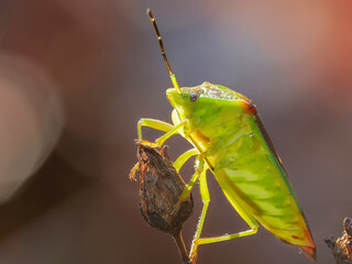 Wipfel-Stachelwanze (Acanthosoma haemorrhoidale)