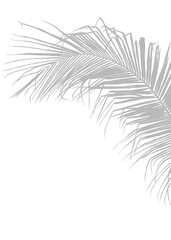 Grey Coconut Leaves, Palm leaf Silhouette, One areca nut leaves on Isolated Background, Hand Drawn, for Decoration.