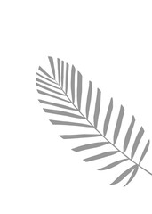 Grey Palm leaf Silhouette, Pareca nut leaves, One Coconut Leaves on Isolated Background, Hand Drawn, for Decoration.