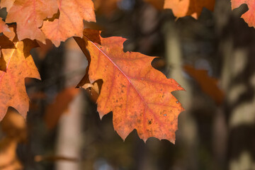 Colorful autumn leaves in the forest in Bieszczady, Polish part of the Carpathians, beautiful colors, Polish golden autumn