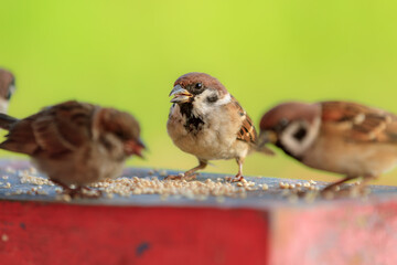 The Eurasian tree sparrow (Passer montanus) animal closeup. Burung gereja eurasia