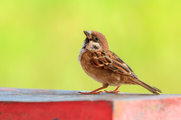 The Eurasian tree sparrow (Passer montanus) animal closeup. Burung gereja eurasia