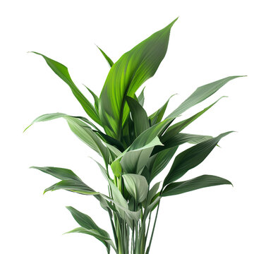 Aspidistra Cast Iron Plant, transparent background, isolated image, generative AI