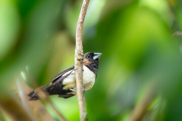Javan munia (Lonchura leucogastroides) in the branch, animal closeup