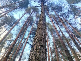 Low angle view of Pino trees in the woods.
