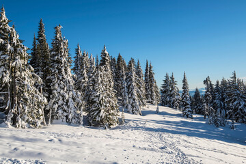 Winter Wonderland: Snow-covered Douglas Fir Forest in 4K Ultra HD