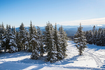 Fototapeta na wymiar Winter Wonderland: Snow-covered Douglas Fir Forest in 4K Ultra HD
