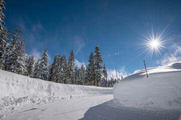 Winter Wonderland: Snow-covered Douglas Fir Forest in 4K Ultra HD