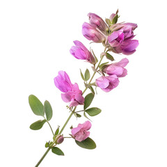 Astragalus, transparent background, isolated image, generative AI