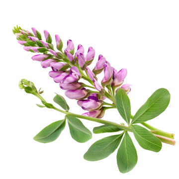 Astragalus, transparent background, isolated image, generative AI
