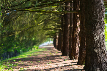 Morning Glory: Row of Tall Pine Trees Bathed in Morning Light in 4K Ultra HD