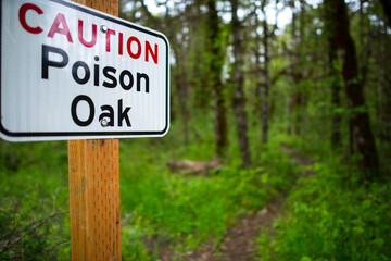 Proceed with Caution: 4K Ultra HD Image of Warning Sign for Oak Poison on Footpath Trail
