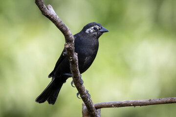 The Shiny Cowbird also Know as Chupim or Mirlo. All the beauty and the presence of the most typical black bird in Brazil. Species Molothrus bonariensis. Birdwatcher. Birding