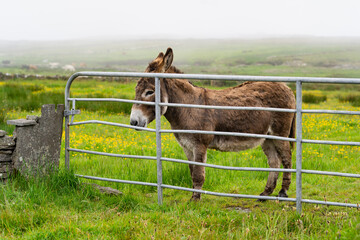 Donkey grazing in green pastures behind a fence. Jack feeding in green meadows of Ireland.