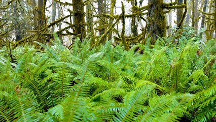 Sunlit Majesty: Ancient Forest Bathed in Sunlight in 4K Ultra HD