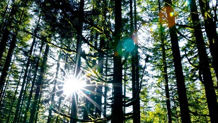 Sunlit Majesty: Ancient Forest Bathed in Sunlight in 4K Ultra HD