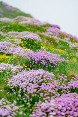 Obraz premium Thrift flowers blossoming on the famous Cliffs of Moher, one of the most popular tourist destinations in Ireland. Foggy view of widely known attraction on Wild Atlantic Way in County Clare.