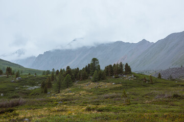 Atmospheric mountain landscape with sparse coniferous trees among lush flora in alpine valley in rainy weather. Dramatic view to open conifer forest and thickets on green hill under grey cloudy sky.