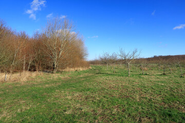 A colourful woodland landscape under a blue sky
