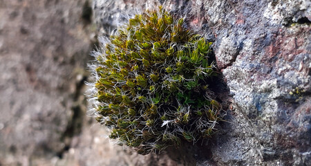 Moss on Wall
