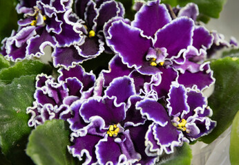 A variety of violet flowers.