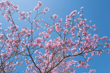 Spring blossom banner. The Spring. Pink Cherry blossom tree on blue sky background. Spring blossom, branch of a blossoming tree.