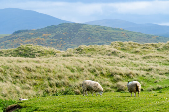 Sheep marked with colorful dye grazing in green pastures. Adult sheep and baby lambs feeding in green meadows of Ireland.
