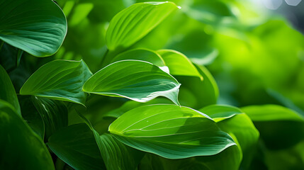 Dew-Kissed Green Foliage Basking in the Sunlight: A Close-Up View of Nature's Majestic Beauty