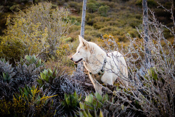 An alert white dog explores a rugged terrain dotted with wild shrubs, its attentive gaze focused on the natural surroundings