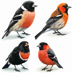 Fototapeta premium Winged Wonders: Photorealistic and Vector Portraits of Charming Birds