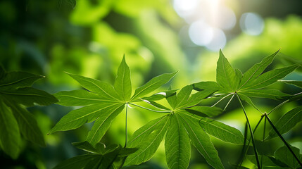 Fototapeta na wymiar Dew-Kissed Green Foliage Basking in the Sunlight: A Close-Up View of Nature's Majestic Beauty