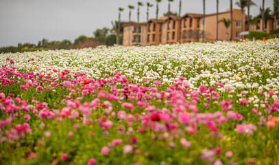 Californias Flower Fields
