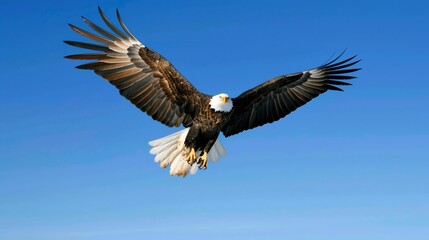 Obraz premium Majestic bald eagle soaring through a clear blue sky, its wings outstretched in a display of freedom.