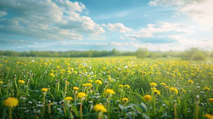 Poster Prairie, marais Beautiful meadow field with fresh grass and yellow dandelion flowers in nature against a blurry blue sky with clouds. Summer spring perfect natural landscape.